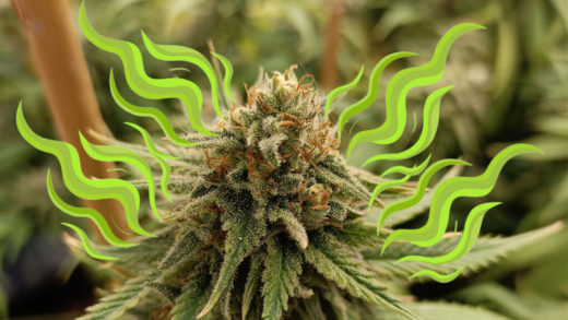 Las marihuanas menos olorosas para cultivos discretos