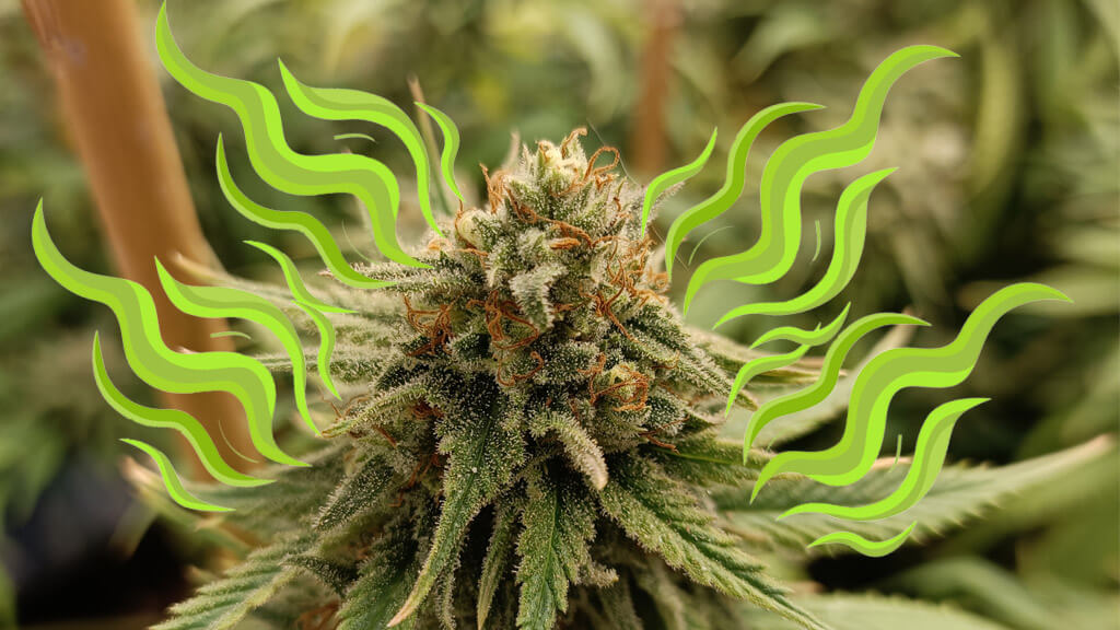 TOP 10 marihuanas poco olorosas y discretas - SemillasLowCost