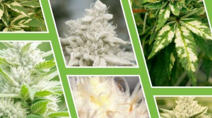 Marihuana blanca – ¿Existe el cannabis albino?