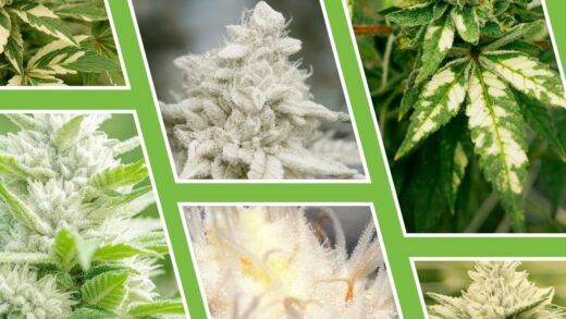 Marihuana blanca – ¿Existe el cannabis albino?