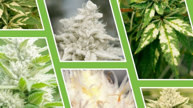 Marihuana blanca – ¿Existe el cannabis albino?