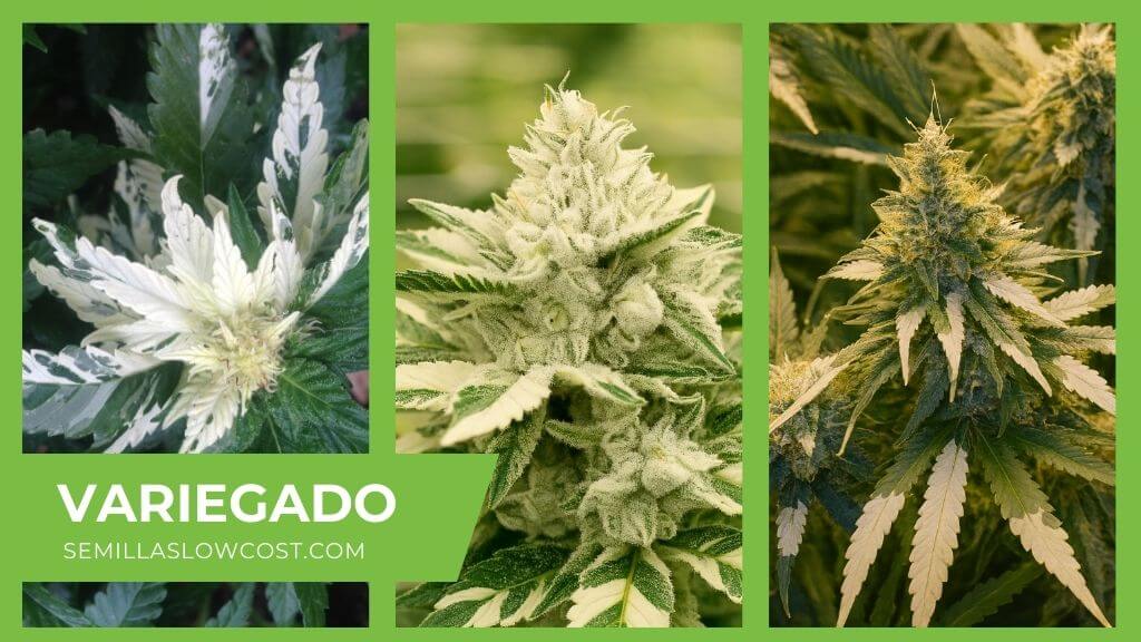 Plantas de marihuana variegadas con zonas blancas