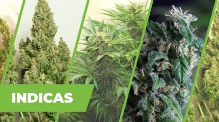 TOP 12 INDICAS – LAS MEJORES SEMILLAS DE PREDOMINANCIA ÍNDICA.
