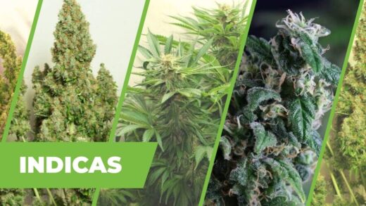 TOP 12 INDICAS – LAS MEJORES SEMILLAS DE PREDOMINANCIA ÍNDICA.