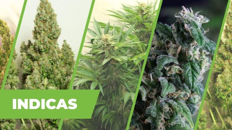 TOP 12 INDICAS – LAS MEJORES SEMILLAS DE PREDOMINANCIA ÍNDICA.