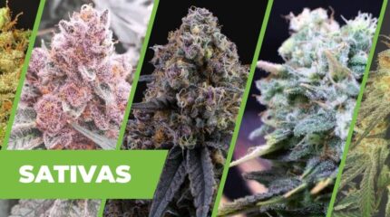 TOP 12 SATIVAS – LAS MEJORES SEMILLAS DE PREDOMINANCIA SATIVAS.