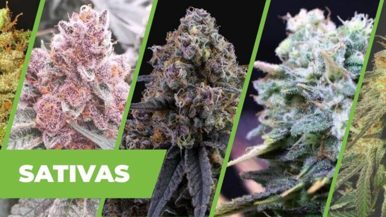 TOP 12 SATIVAS – LAS MEJORES SEMILLAS DE PREDOMINANCIA SATIVAS.