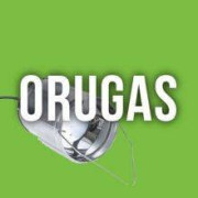 Orugas en las plantas de marihuana, detectarlas y eliminarlas