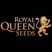 Royal Queen Seeds Semillas de Marihuana Autoflorecientes