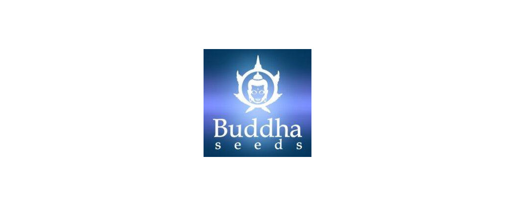 buddha seeds