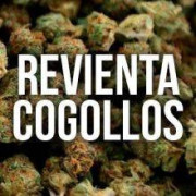 Revienta Cogollos - Productos y Trucos Para Engordar Cogollos