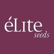 Élite Seeds Semillas De Marihuana Autoflorecientes - EL MEJOR PRECIO