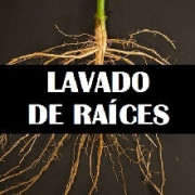 Productos para lavar raíces y suelos - SemillasLowCost