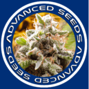 Advanced Seeds Semillas De Marihuana Autoflorecientes - COMPRAR ONLINE