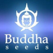 Buddha Seeds Bank Semillas Autoflorecientes