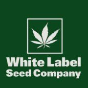 White Label Semillas De Marihuana Regulares - EL MEJOR PRECIO
