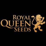 Royal Queen Seeds Feminizadas