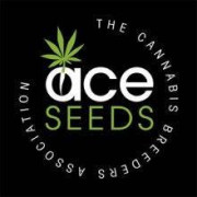 Ace Seeds Semillas De Marihuana