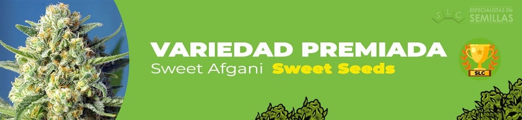 Sweet afgani de sweet seeds