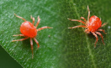 Araña roja atacando hoja de marihuana
