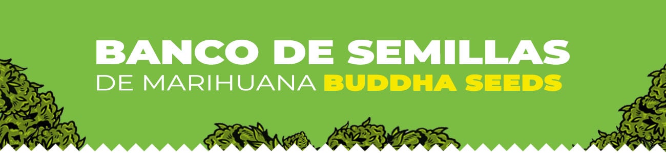 Banco Buddha Seeds