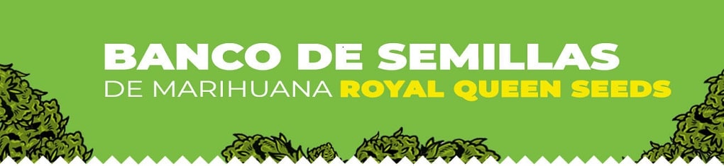 Banco Royal Queen Seeds
