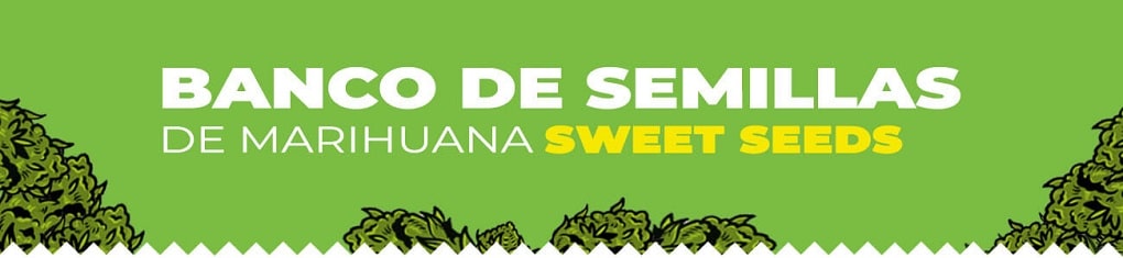 Banco sweet seeds