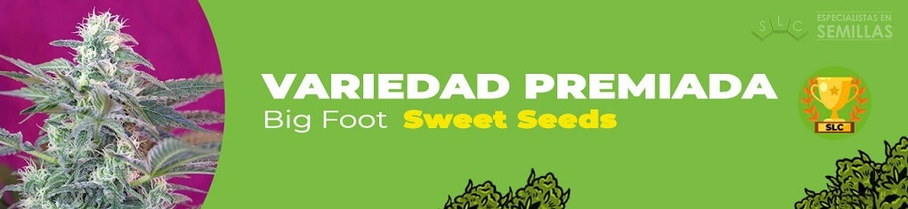 Big foot de sweet seeds
