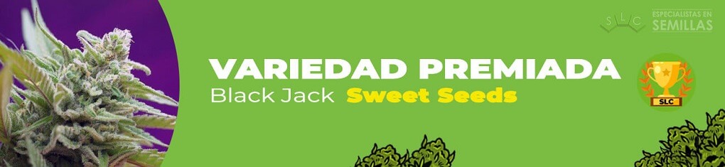 Black jack de sweet seeds