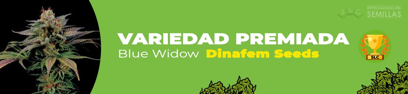 Blue Widow de Dinafem Seeds