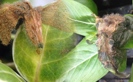 Botrytis en hojas