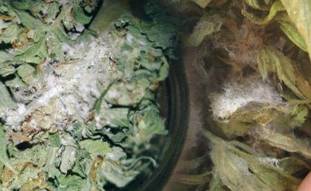 Botrytis después de cosechar