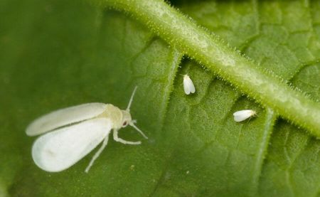 Mosca blanca en detalle