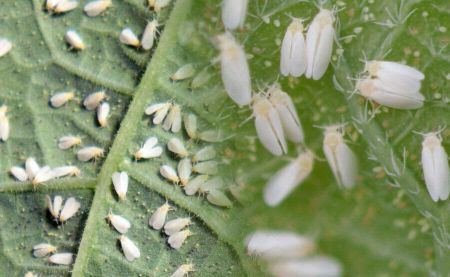Plaga de mosca blanca