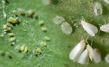 huevos mosca blanca