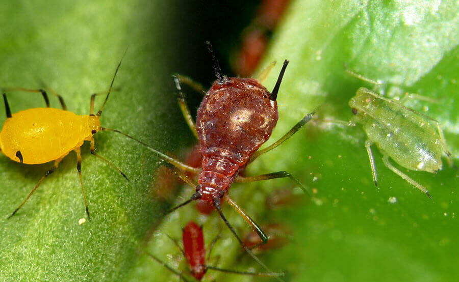 Pulgón rojo