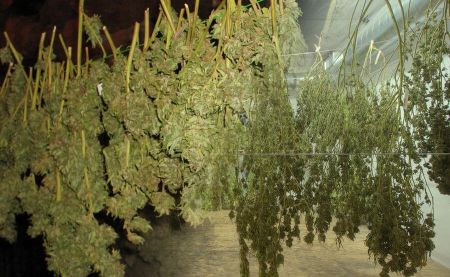 Ramas colgadas para secar