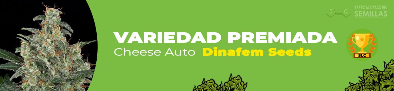 Cheese Autofloreciente de Dinafem Seeds