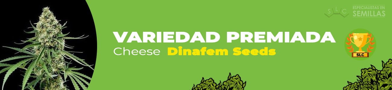 Cheese de Dinafem Seeds