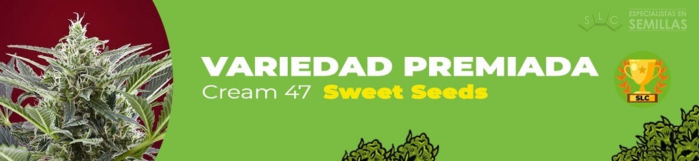 Cream 47 de sweet seeds