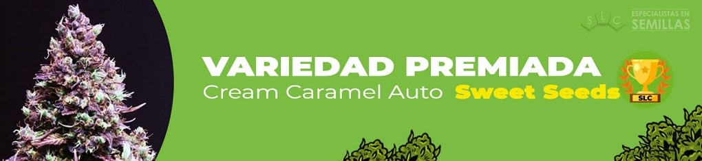 Cream caramel auto de  sweet seeds