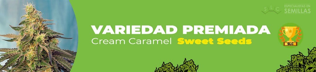 Cream caramel de sweet seeds