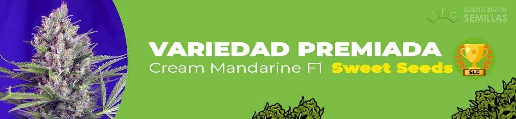 Cream mandarine F1 de sweet seeds