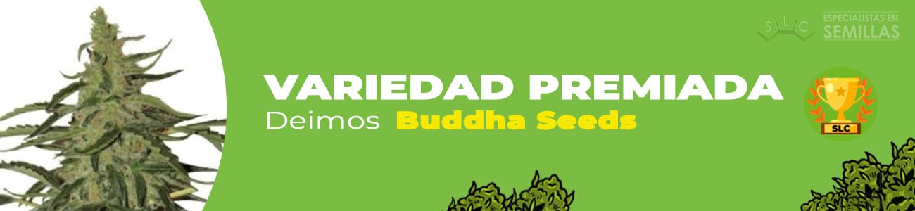 Deimos de Buddha Seeds
