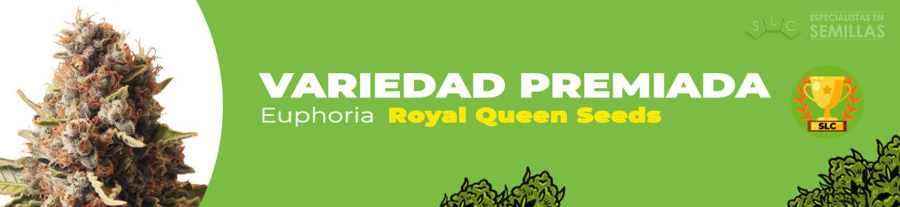 Euphoria de Royal Queen Seeds