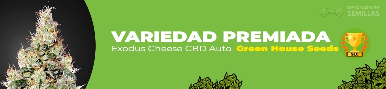 Exodus Cheese CBD Autofloreciente de Green House Seeds