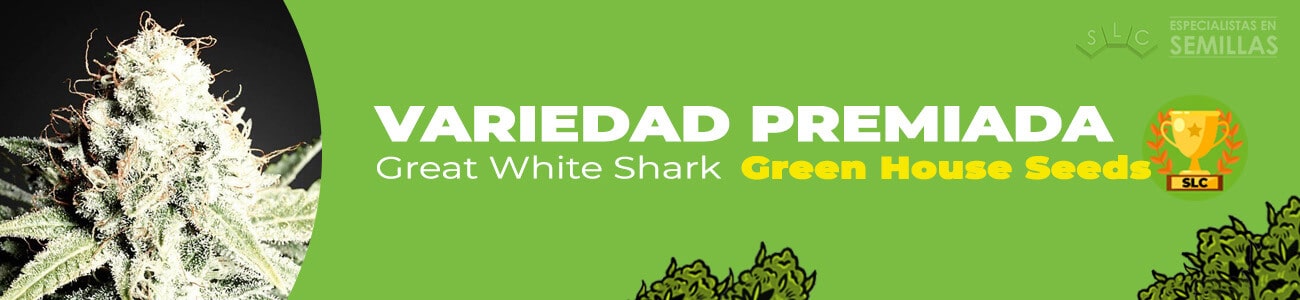 Great White Shark de Green House Seeds