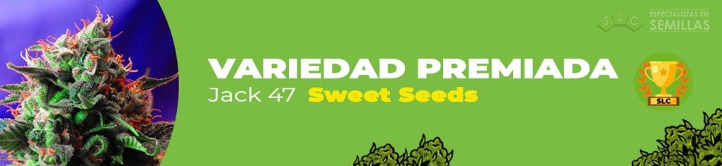 Jack 47 de sweet seeds