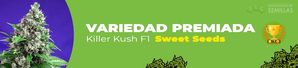 Killer kush F1 de sweet seeds