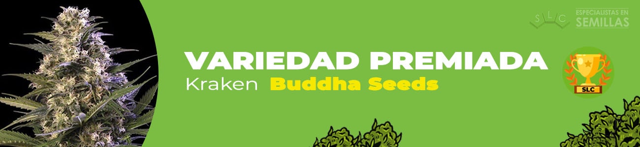 Kraken de Buddha Seeds
